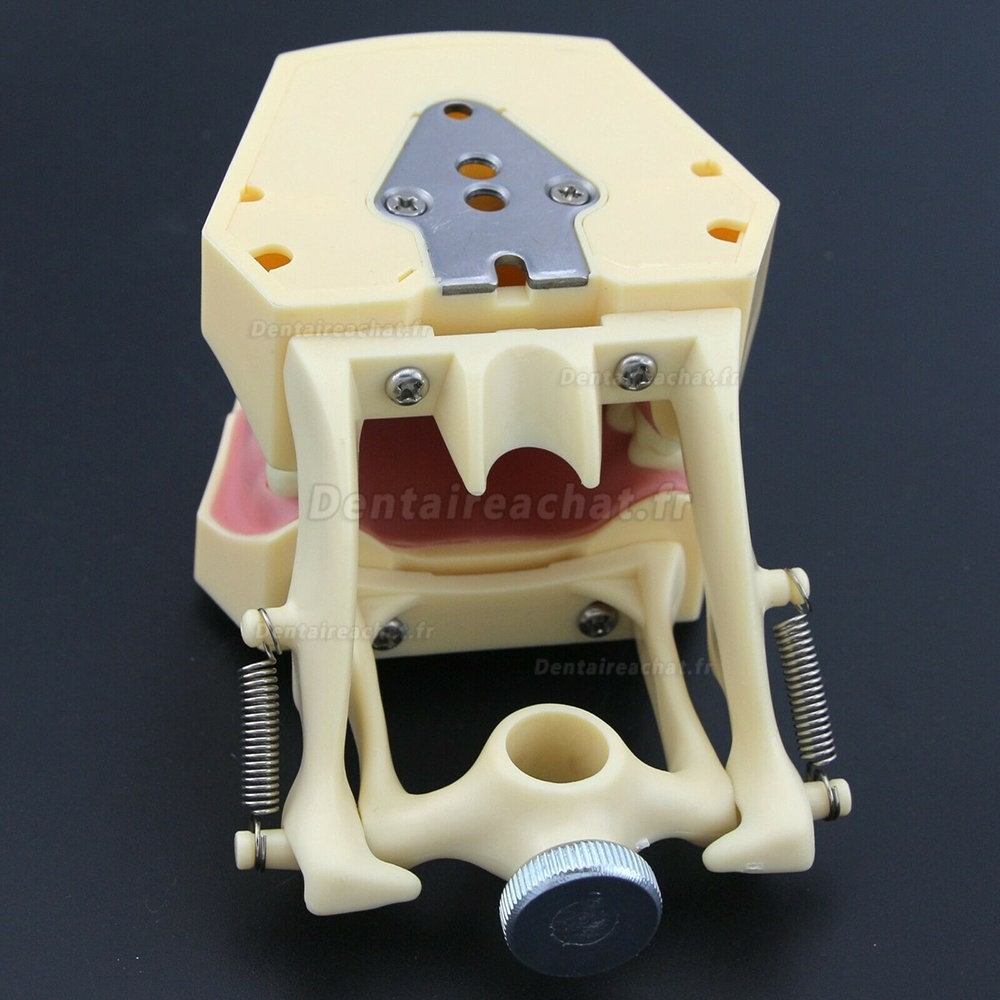 Modèle de restauration dentaire M8014-2 compatible avec Frasaco AG3 Type
